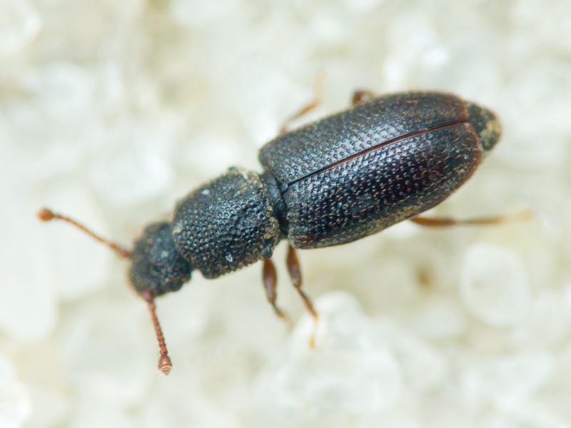 Monotoma brevicollis Aubé, 1837